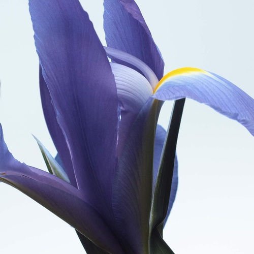 DRIES VAN NOTEN Neon Garden » buy online | NICHE BEAUTY
