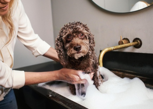 Toy poodle shampoo hotsell