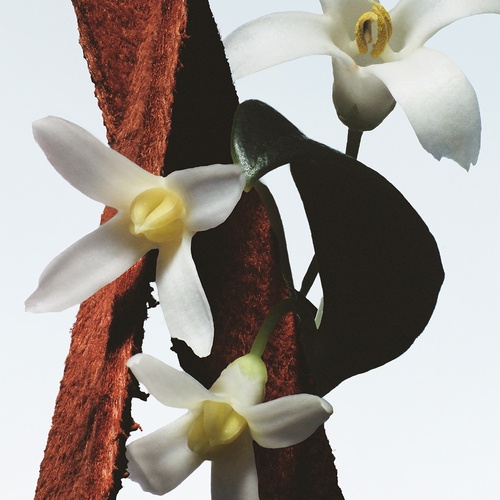 DRIES VAN NOTEN Fleur Du Mal » buy online | NICHE BEAUTY