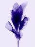 27 87 2020 - Lavender