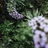NONFICTION SIMPLE GARDEN 50ml