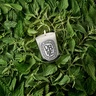 Diptyque Classic Candle Ortie