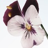 DRIES VAN NOTEN Velvet Violet 200 ml Refill