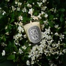 Diptyque Choisya Classic Candle