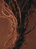 27 87 2023 - Vetiver
