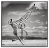 Chantecaille Luminescent Eye Shades Giraffe