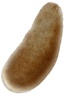 BAINA Body Scrub
