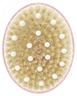 La Bonne Brosse Body Brush N.02 Powder Pink