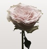 NONFICTION ROSE PALE Conditioner